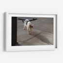 GATA KATY - Ángel Barraza Ramírez | Cuadro decorativo de Canvas Lab