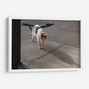 GATA KATY - Ángel Barraza Ramírez | Cuadro decorativo de Canvas Lab