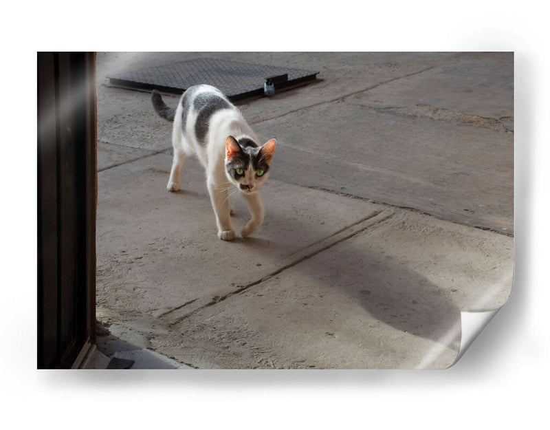 GATA KATY - Ángel Barraza Ramírez | Cuadro decorativo de Canvas Lab