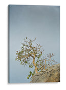 TOROTE EN RISCO - Ángel Barraza Ramírez | Cuadro decorativo de Canvas Lab