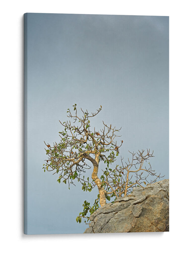 TOROTE EN RISCO - Ángel Barraza Ramírez | Cuadro decorativo de Canvas Lab