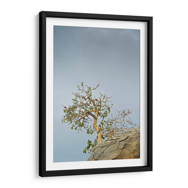 TOROTE EN RISCO - Ángel Barraza Ramírez | Cuadro decorativo de Canvas Lab