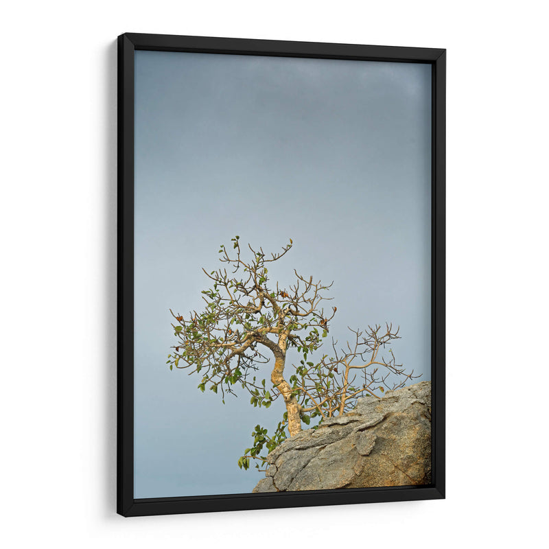 TOROTE EN RISCO - Ángel Barraza Ramírez | Cuadro decorativo de Canvas Lab