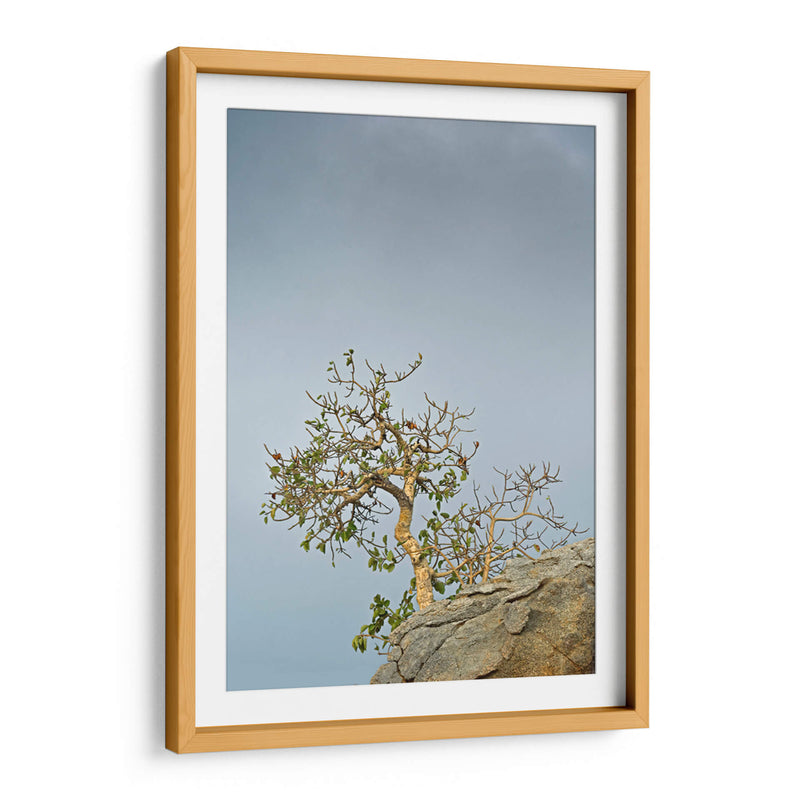 TOROTE EN RISCO - Ángel Barraza Ramírez | Cuadro decorativo de Canvas Lab