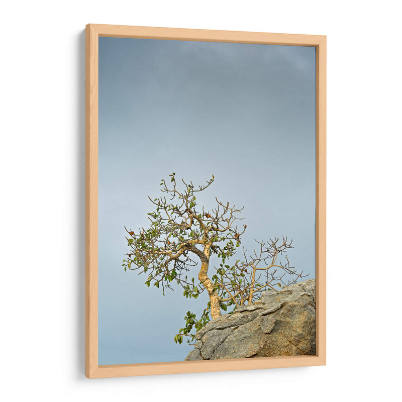 TOROTE EN RISCO - Ángel Barraza Ramírez | Cuadro decorativo de Canvas Lab