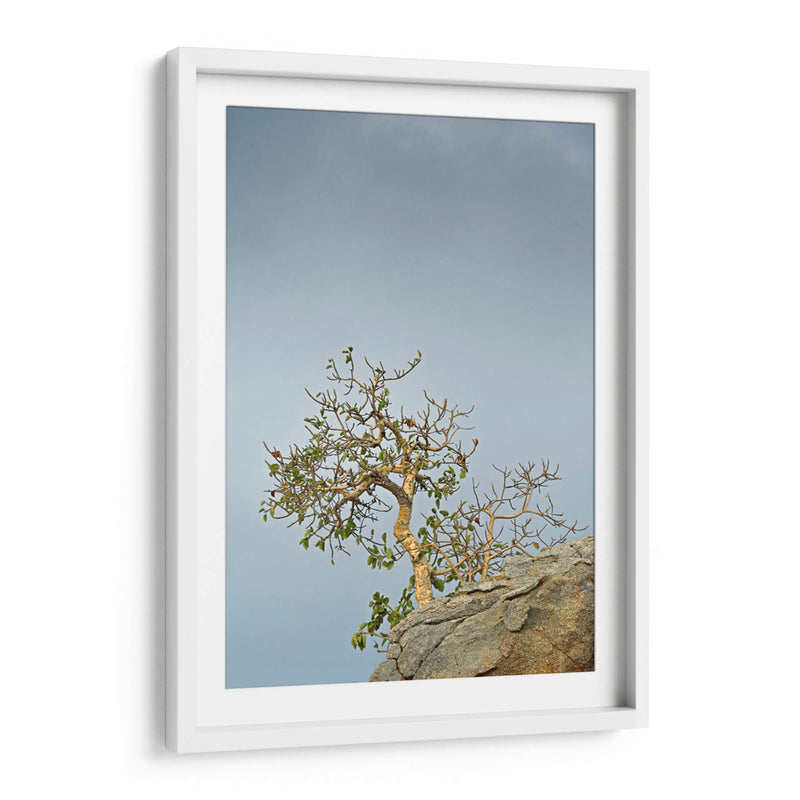 TOROTE EN RISCO - Ángel Barraza Ramírez | Cuadro decorativo de Canvas Lab