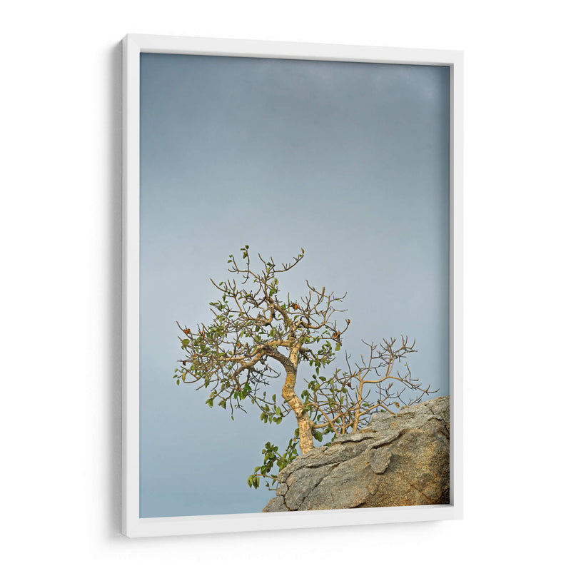 TOROTE EN RISCO - Ángel Barraza Ramírez | Cuadro decorativo de Canvas Lab