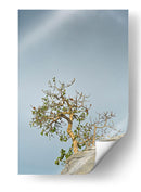 TOROTE EN RISCO - Ángel Barraza Ramírez | Cuadro decorativo de Canvas Lab