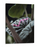 Acercamiento a planta neón - Barán | Cuadro decorativo de Canvas Lab