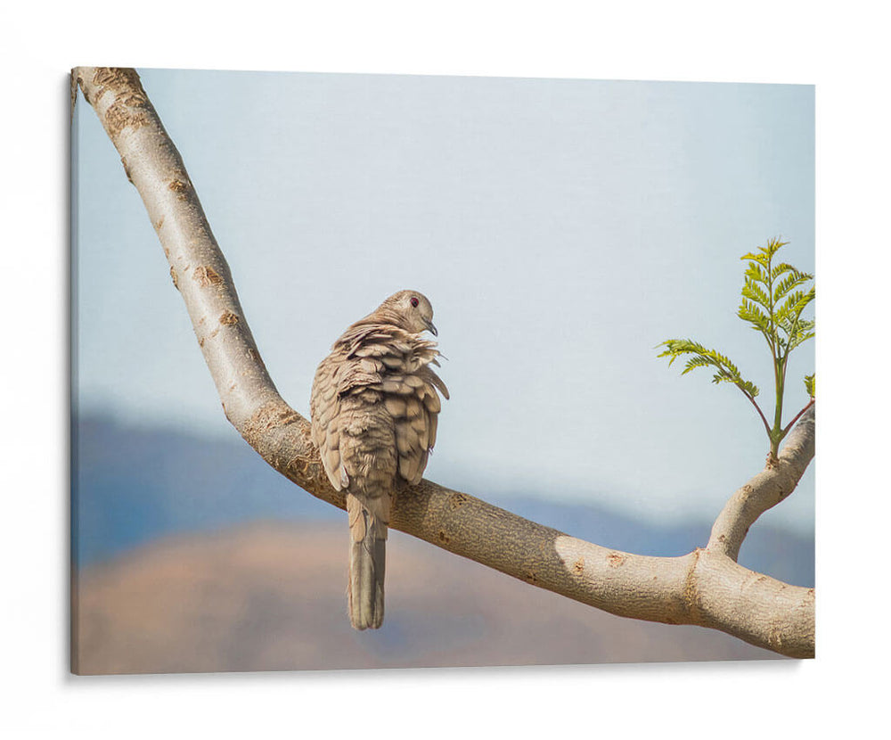 Ave acicalándose - Barán | Cuadro decorativo de Canvas Lab
