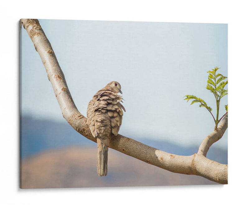 Ave acicalándose - Barán | Cuadro decorativo de Canvas Lab