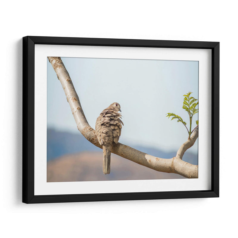 Ave acicalándose - Barán | Cuadro decorativo de Canvas Lab