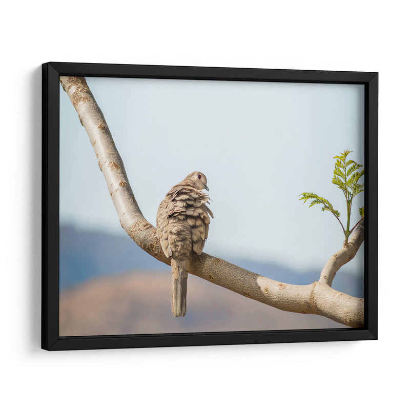 Ave acicalándose - Barán | Cuadro decorativo de Canvas Lab