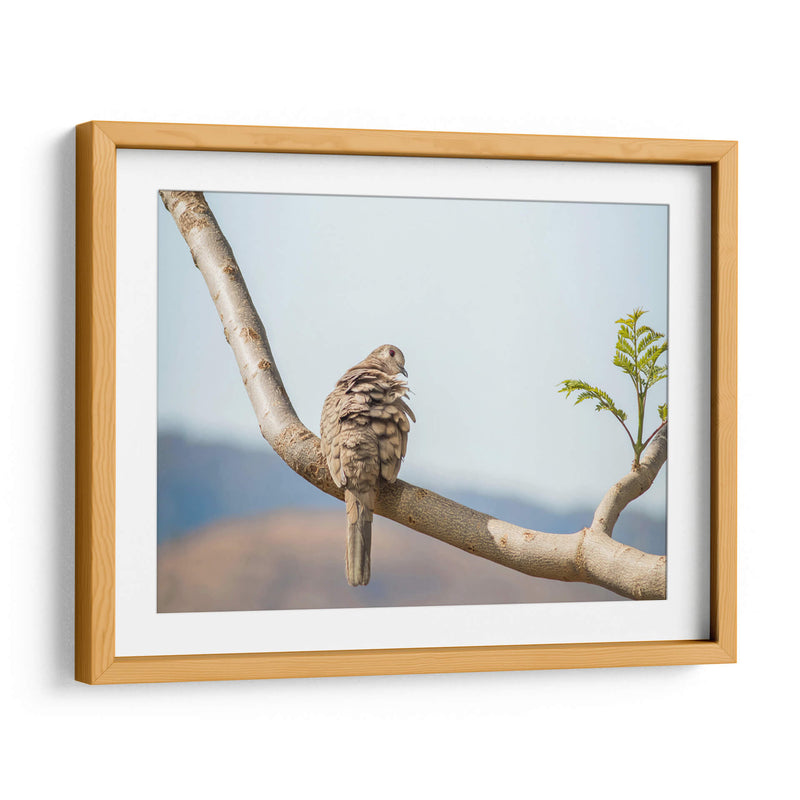 Ave acicalándose - Barán | Cuadro decorativo de Canvas Lab