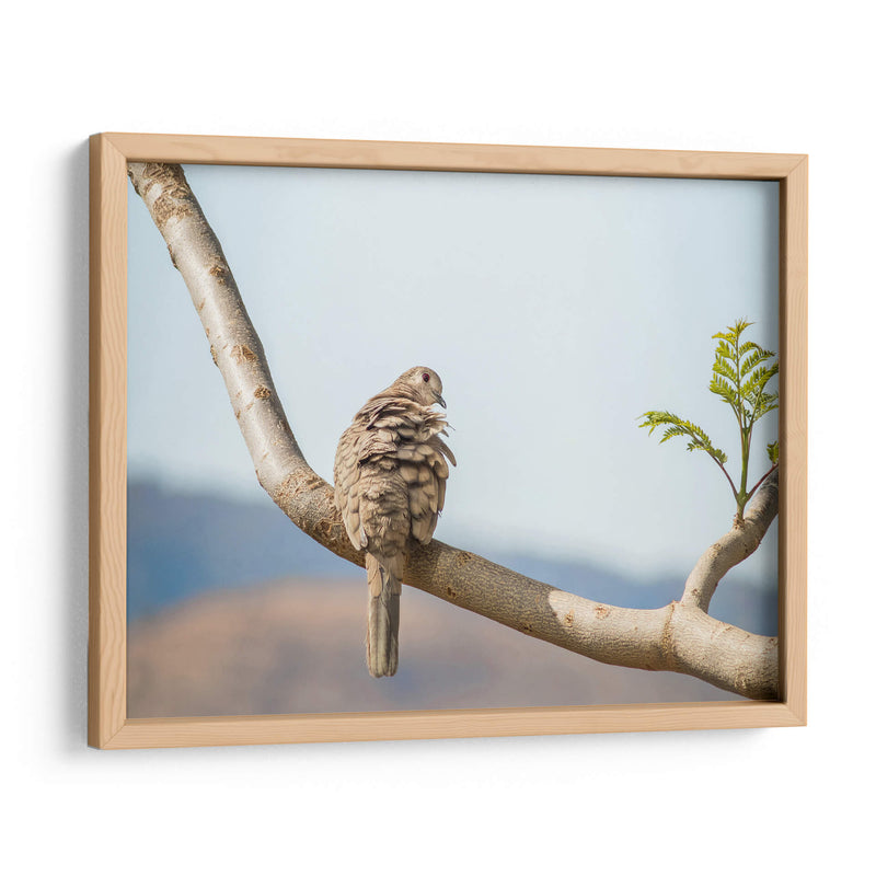Ave acicalándose - Barán | Cuadro decorativo de Canvas Lab