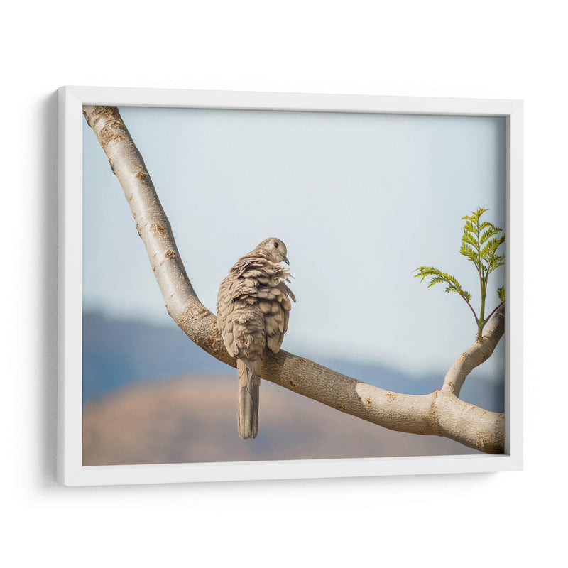 Ave acicalándose - Barán | Cuadro decorativo de Canvas Lab