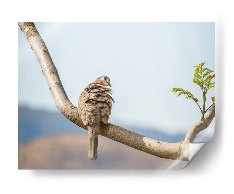 Ave acicalándose - Barán | Cuadro decorativo de Canvas Lab