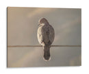 Ave en cable - Barán | Cuadro decorativo de Canvas Lab