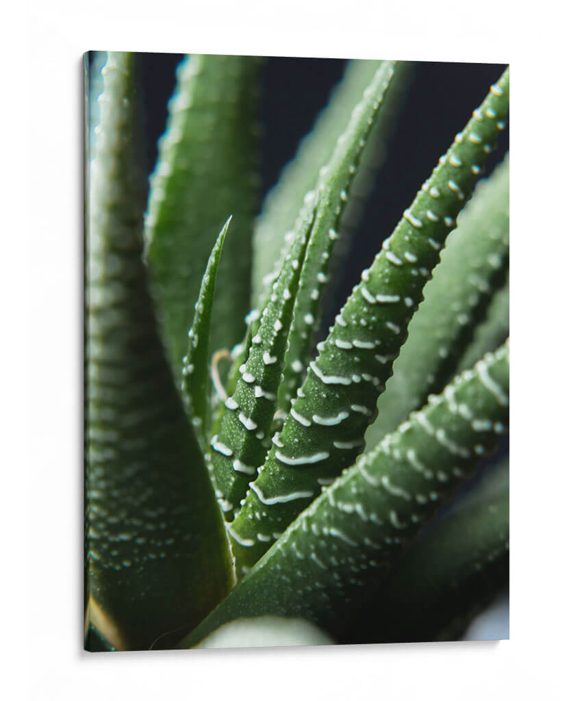 Brazos de planta - Barán | Cuadro decorativo de Canvas Lab