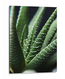 Brazos de planta - Barán | Cuadro decorativo de Canvas Lab