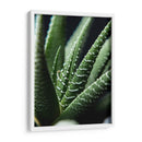 Brazos de planta - Barán | Cuadro decorativo de Canvas Lab