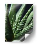 Brazos de planta - Barán | Cuadro decorativo de Canvas Lab