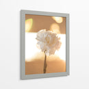 Clavel de luz - Barán | Cuadro decorativo de Canvas Lab