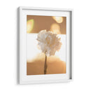 Clavel de luz - Barán | Cuadro decorativo de Canvas Lab