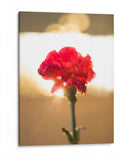 Clavel Rojo - Barán | Cuadro decorativo de Canvas Lab