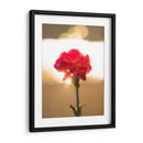 Clavel Rojo - Barán | Cuadro decorativo de Canvas Lab