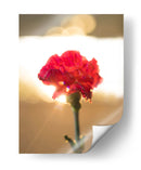 Clavel Rojo - Barán | Cuadro decorativo de Canvas Lab