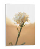 Flor en el sol - Barán | Cuadro decorativo de Canvas Lab