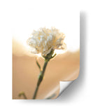 Flor en el sol - Barán | Cuadro decorativo de Canvas Lab