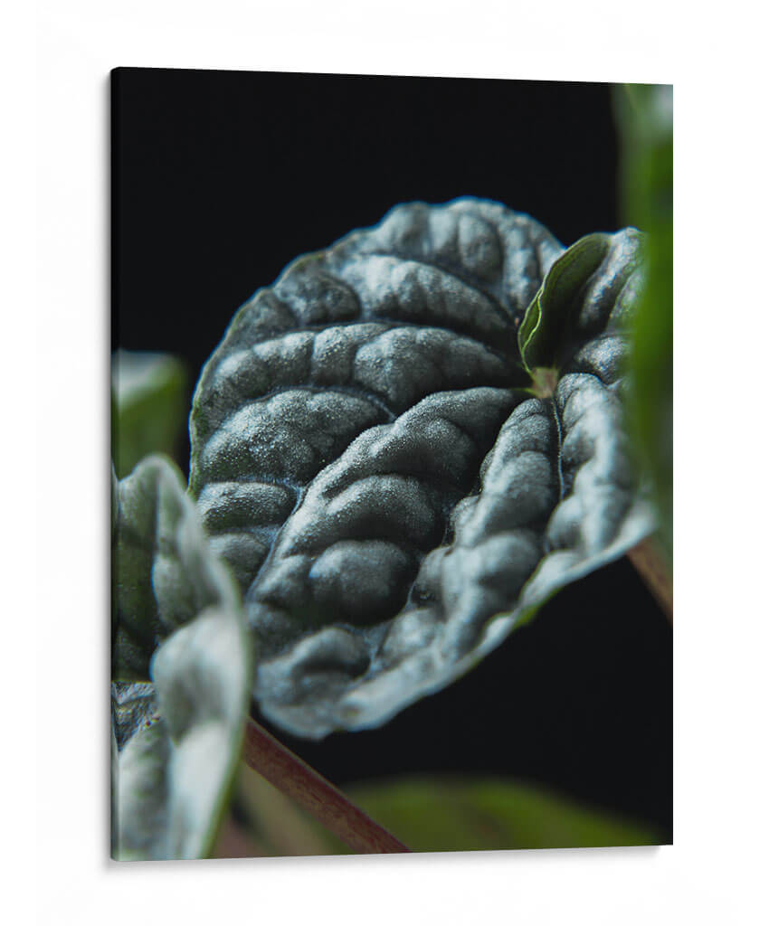 Hoja de planta - Barán | Cuadro decorativo de Canvas Lab