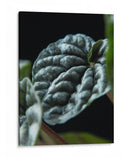 Hoja de planta - Barán | Cuadro decorativo de Canvas Lab