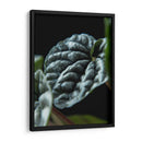 Hoja de planta - Barán | Cuadro decorativo de Canvas Lab