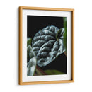 Hoja de planta - Barán | Cuadro decorativo de Canvas Lab