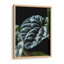 Hoja de planta - Barán | Cuadro decorativo de Canvas Lab