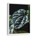 Hoja de planta - Barán | Cuadro decorativo de Canvas Lab