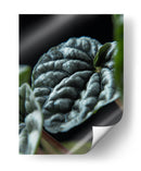 Hoja de planta - Barán | Cuadro decorativo de Canvas Lab