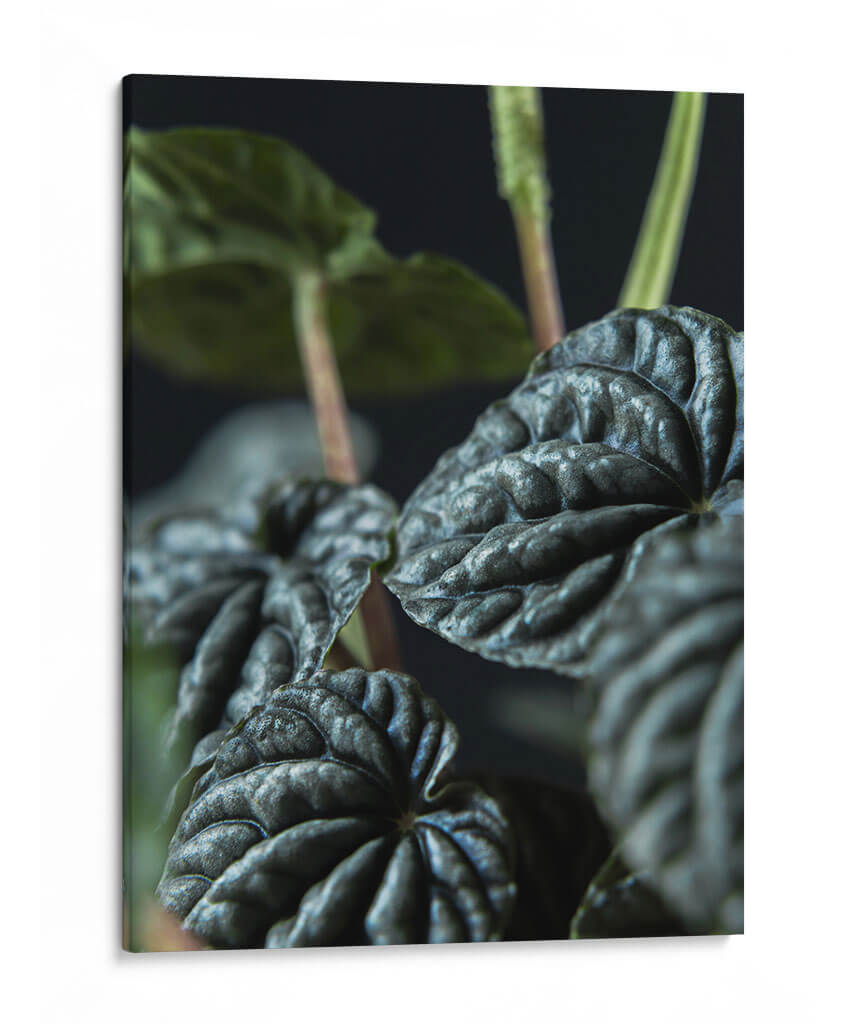 Hojas de planta - Barán | Cuadro decorativo de Canvas Lab