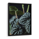 Hojas de planta - Barán | Cuadro decorativo de Canvas Lab