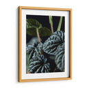 Hojas de planta - Barán | Cuadro decorativo de Canvas Lab