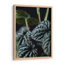 Hojas de planta - Barán | Cuadro decorativo de Canvas Lab