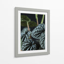 Hojas de planta - Barán | Cuadro decorativo de Canvas Lab