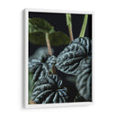 Hojas de planta - Barán | Cuadro decorativo de Canvas Lab