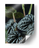 Hojas de planta - Barán | Cuadro decorativo de Canvas Lab