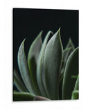 Maceta en acercamiento - Barán | Cuadro decorativo de Canvas Lab