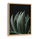 Maceta en acercamiento - Barán | Cuadro decorativo de Canvas Lab