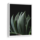 Maceta en acercamiento - Barán | Cuadro decorativo de Canvas Lab